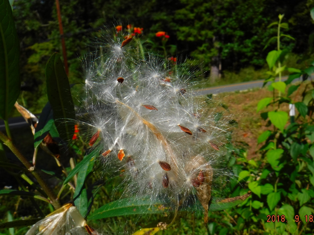 Milkweed Seeds